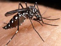 Saúde: queda nos casos de dengue